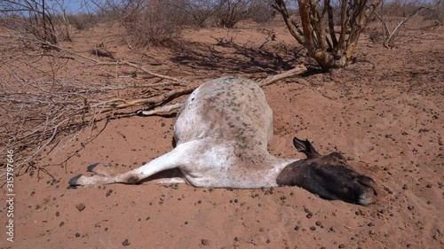 Still shot of a dead sheep on the dry ground on a sheep farm in Namibia.