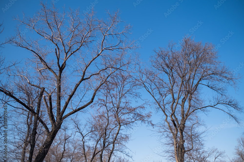 Bare tree branches against the blue sky.. Bare tree branches against the blue sky..