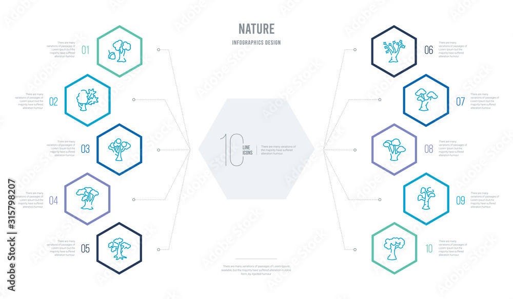 nature concept business infographic design with 10 hexagon options. outline icons such as american beech tree, black birch tree, gray birch tree, paper birch the maples silver maple nature concept business infographic design with 10 hexagon options. outline icons such as american beech tree, black birch tree, gray birch tree, paper birch the maples silver maple