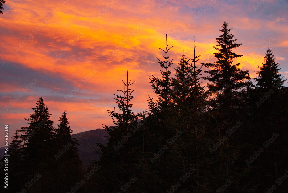 Pine trees on the mountain in Alaska at sunset Pine trees on the mountain in Alaska at sunset