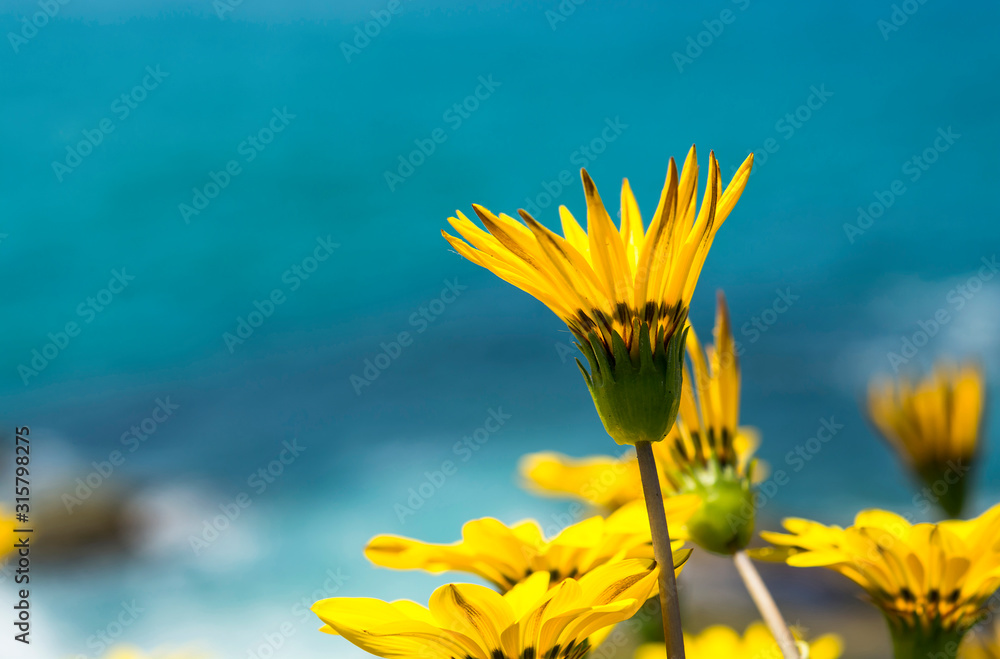 Fototapeta premium Flowers by the sea, Bondi Beach Australia