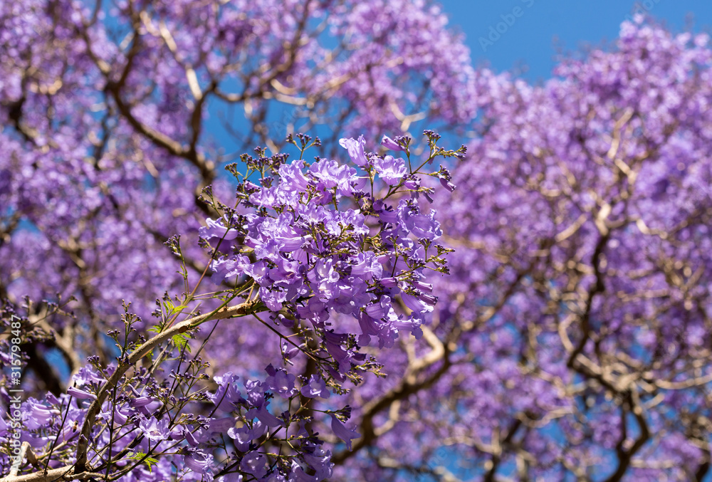 Jacaranda tree, Sydney Australia Jacaranda tree, Sydney Australia