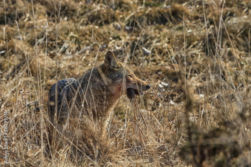 Eastern Coyote eating a mouse in a field. 
