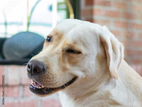 Photography winking dog