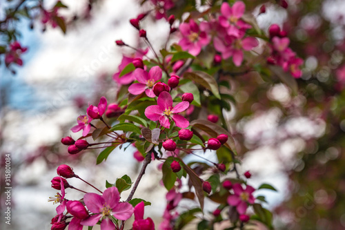 Close up of a branch of bright pink Cherry Blossoms 