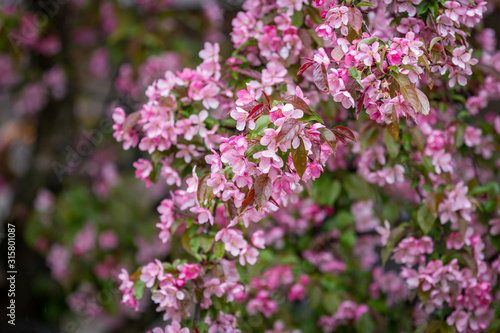 Close up of a branch of bright pink Cherry Blossoms wet from rain drops © CAG Photography