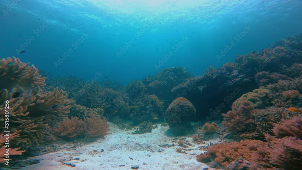 slow glide through crystal clear water with sand and corals. 4K footage with pristine reefs. slow glide through crystal clear water with sand and corals. 4K footage with pristine reefs.