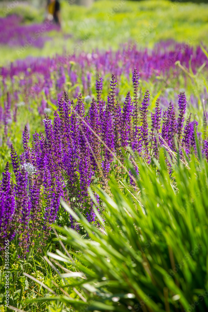 Fototapeta premium Selective focus purple meadow sage among other flowers and native grasses