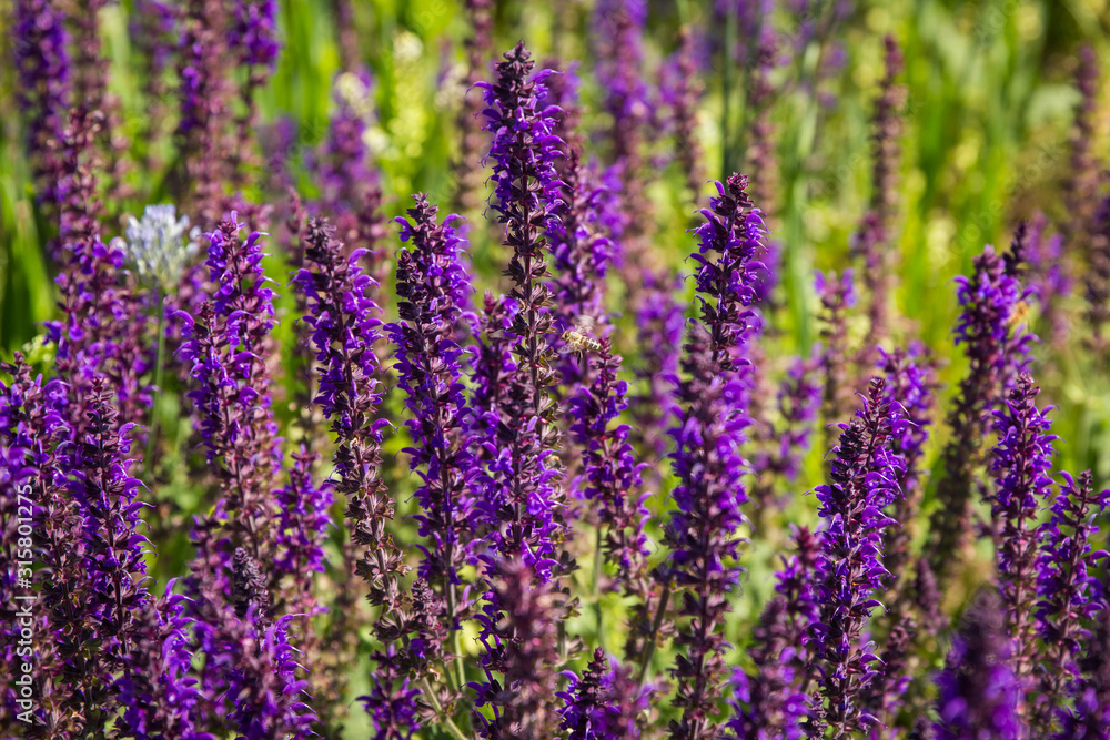 Obraz premium Close up of purple meadow sage in a field of with a bee flying in to collect pollen