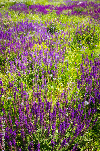 Purple meadow sage among other flowers and native grasses