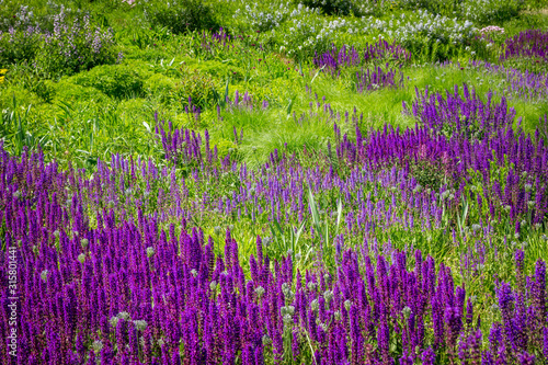 Field of purple meadow sage among other flowers and native grasses