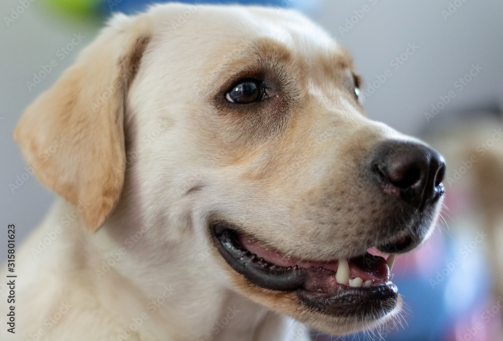 pretty labrador