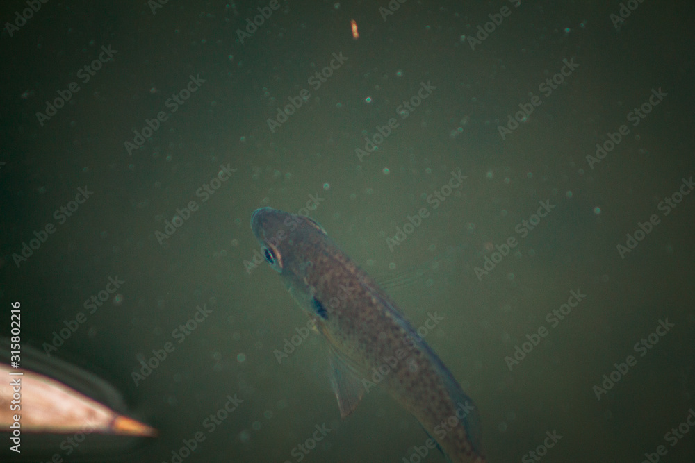 Fish swimming by in the japanese gardens at the Frederik Meijer Gardens in Grand Rapids Michigan Fish swimming by in the japanese gardens at the Frederik Meijer Gardens in Grand Rapids Michigan