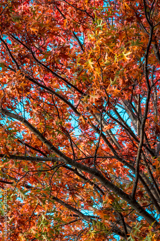 Fall colors erupting on the trees along a wooded path