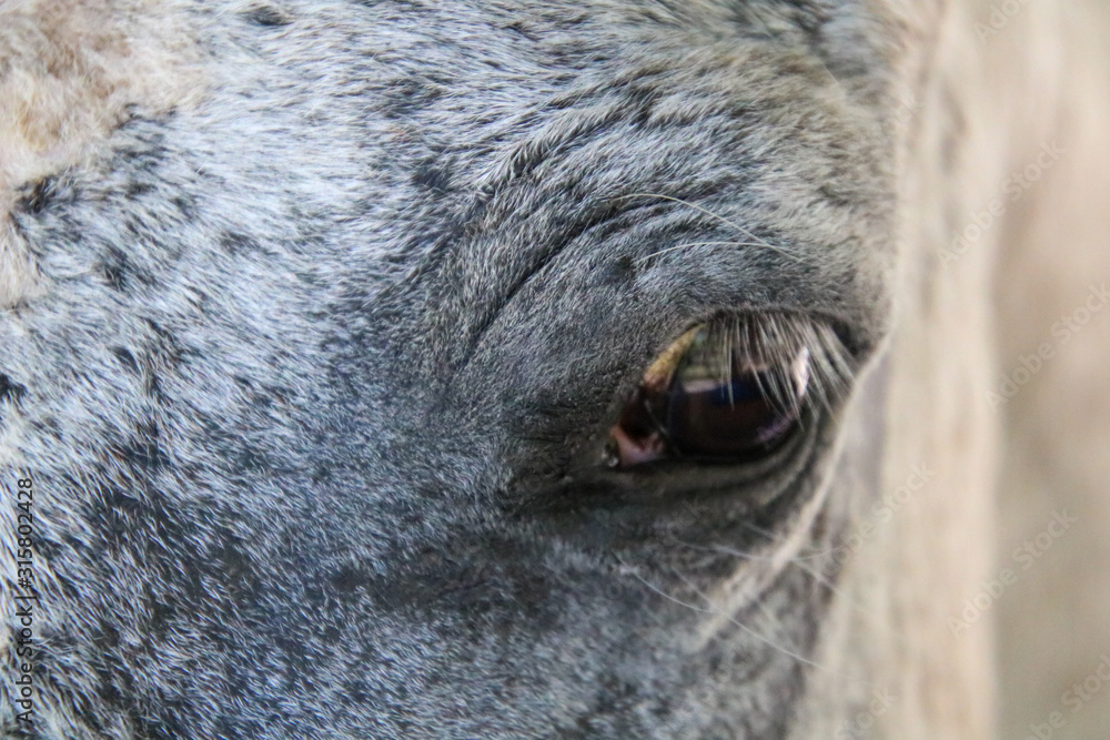 Closeup of a white horse's eye