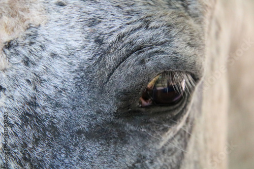 Fototapeta Naklejka Na Ścianę i Meble -  Closeup of a white horse's eye