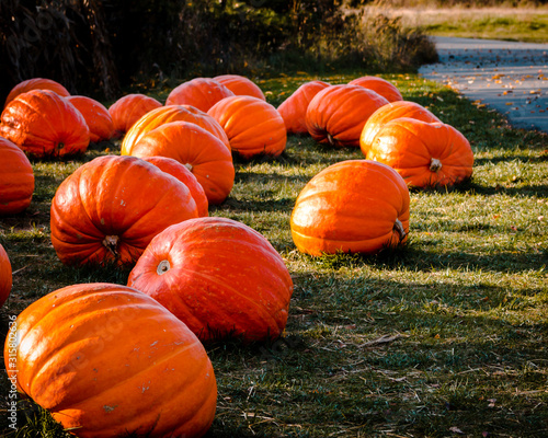pumpkin patch full of giant pumpkins at the Frederik Meijer Gardens photo