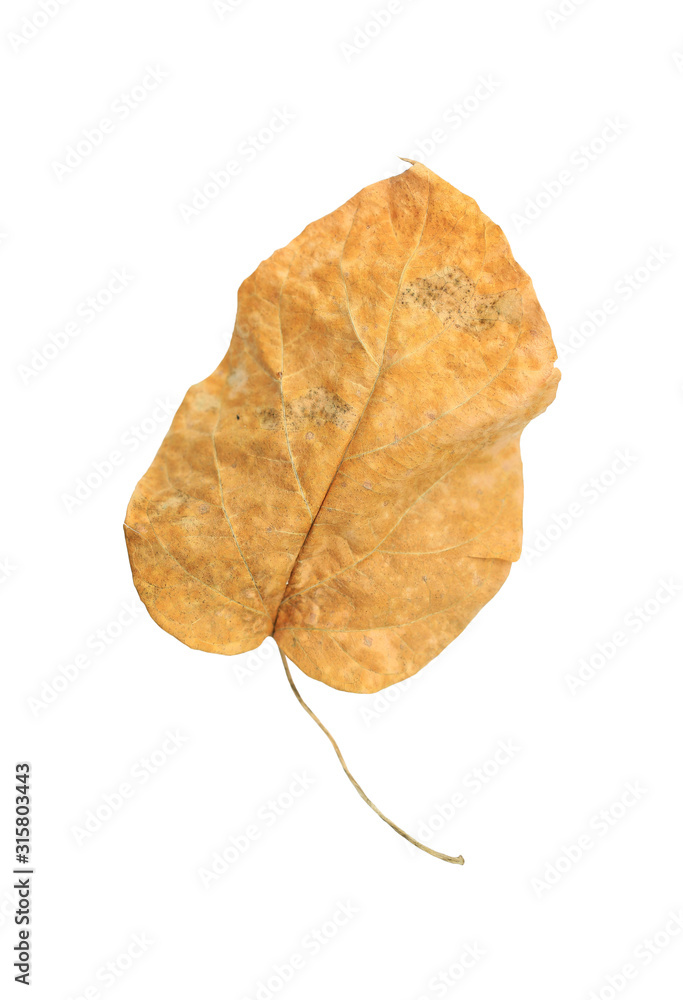 Fototapeta premium Brown dry leaves isolated over white background.
