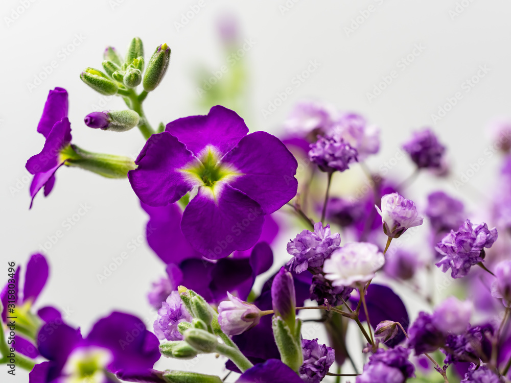 Fototapeta premium Purple Flower Arrangement with White Background