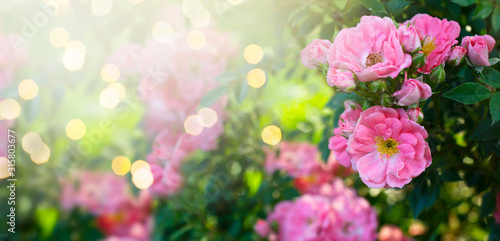 Fototapeta Naklejka Na Ścianę i Meble -  Mysterious fairy tale spring floral banner with fabulous blooming pink rose flowers in summer garden on blurred green sunny bright shiny glowing background with shining light bokeh and copy space