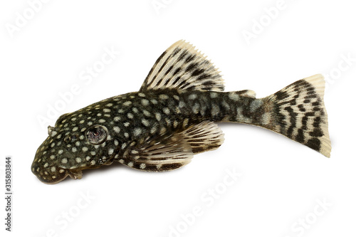 Bristlenose Ancistrus cirrhosus catfish aquarium fish bushynose pleco