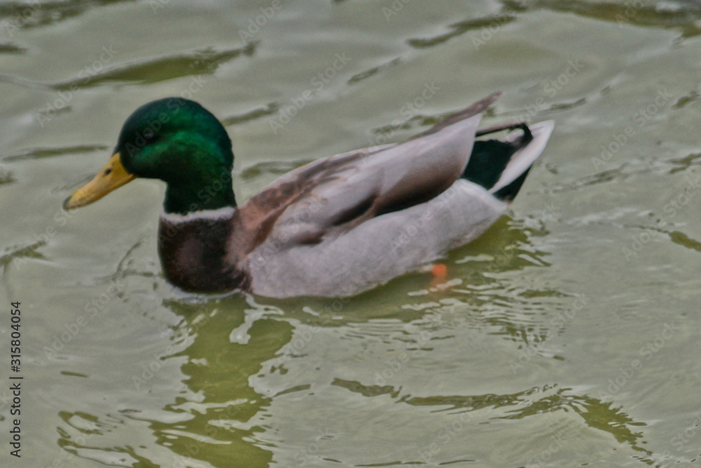 duck in the water duck in the water