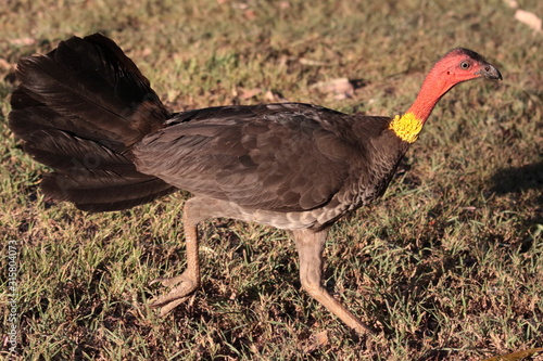 Brush Turkey Running