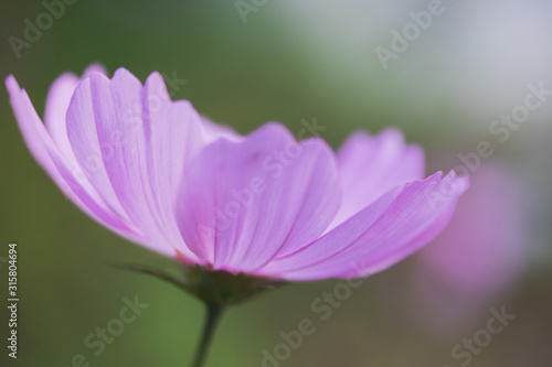 pink   flower