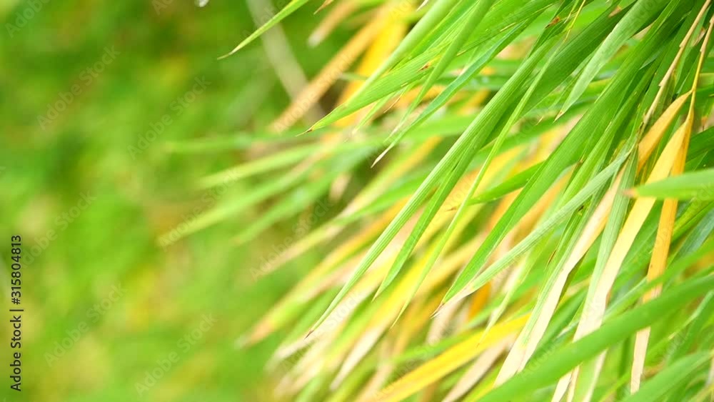 Bamboo can be used for all parts to have many benefits Bamboo can be used for all parts to have many benefits