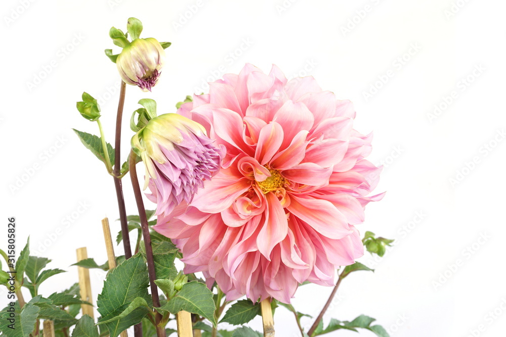 Pink Dahlia Flowers blooming with gree leave isolated on white background