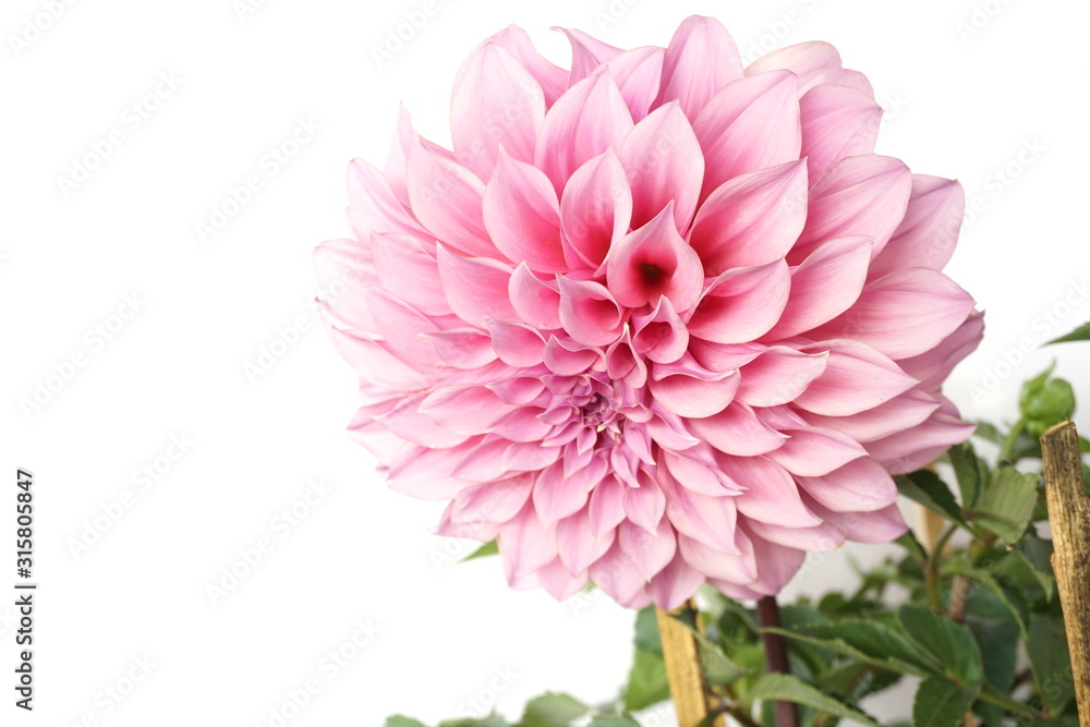 Pink Dahlia Flowers blooming with gree leave isolated on white background Pink Dahlia Flowers blooming with gree leave isolated on white background