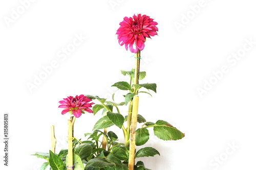Pink Dahlia Flowers blooming with gree leave isolated on white background © may1985