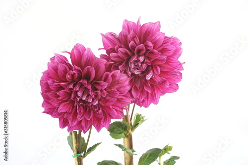 Pink Dahlia Flowers blooming with gree leave isolated on white background