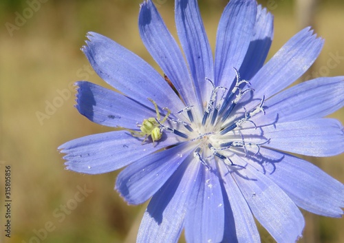 Beautiful chicory flower in the meadow, closeup