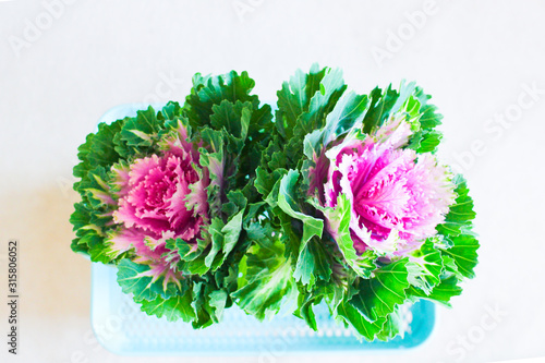 Bouquet of flowering kale isolated on white background