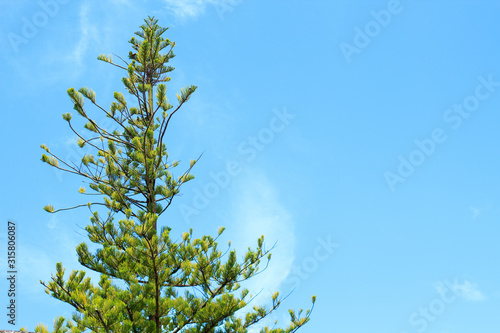 Green pine tree and blue sky