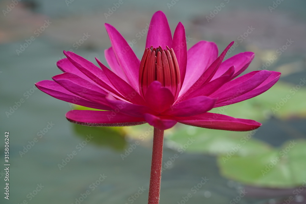 Red Lotus Flowers Bloom In The Morning On Long Holidays Stock Photo