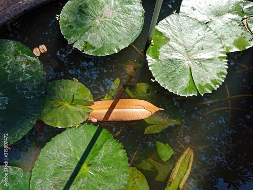 leafs in pond