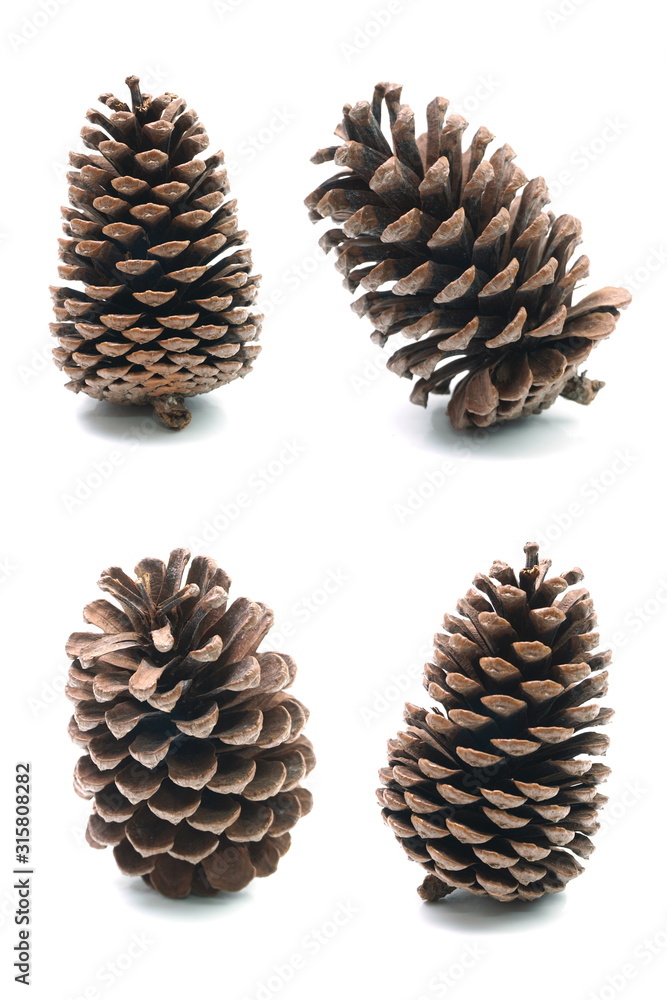 Big set of pine cones various coniferous trees isolated on white background Big set of pine cones various coniferous trees isolated on white background
