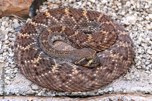 Mojave rattlesnake also known as Mojave Green, coiled with closeup of face, found in the Sonoran Desert Arizona and Mexico
