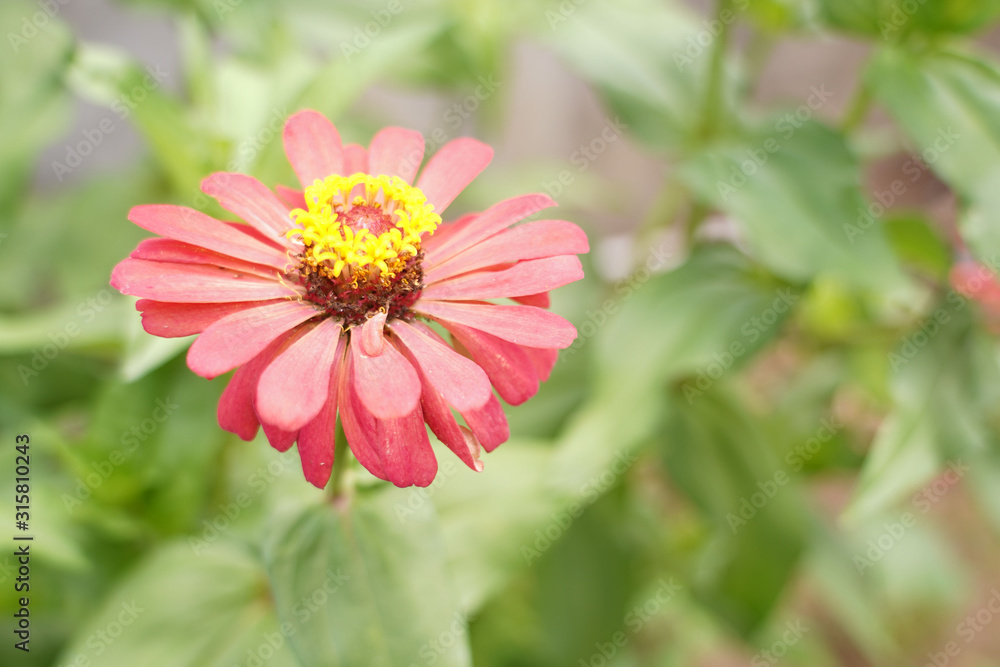 Bann Chuen (Scientific name: Zinnia violacea Cav.) Is a single leaf herbaceous plant with a bouquet of red, pink, orange, purple as an ornamental plant. Bann Chuen (Scientific name: Zinnia violacea Cav.) Is a single leaf herbaceous plant with a bouquet of red, pink, orange, purple as an ornamental plant.