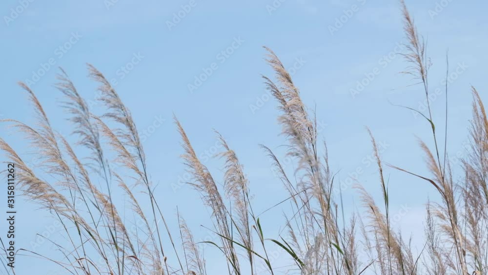 Slow motion of cogon grass blow by the wind. Blue sky. Slow motion of cogon grass blow by the wind. Blue sky.
