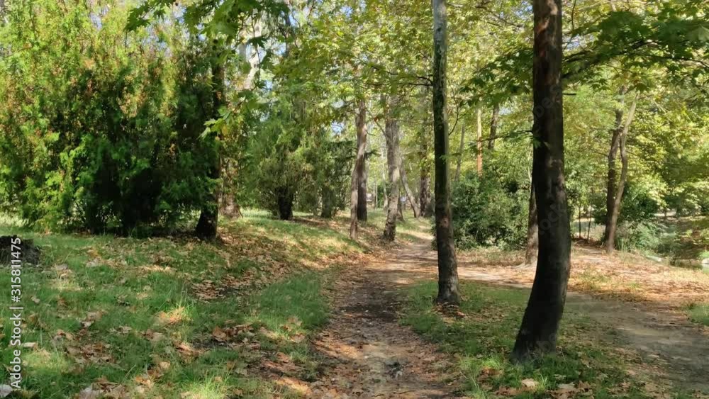 Moving camera point of view. Walking simulator into the woods. (PoV 1/3) Moving camera point of view. Walking simulator into the woods. (PoV 1/3)