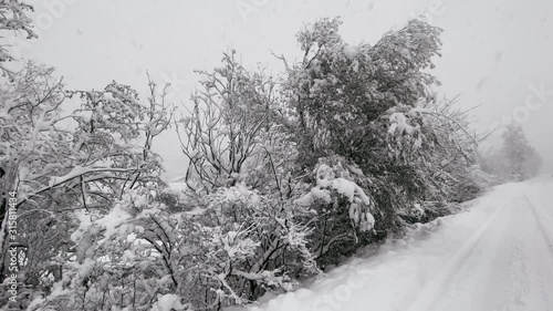 A snowyRoad withTrees on the Side. It is snowing and the Landscape is covered with Snow photo