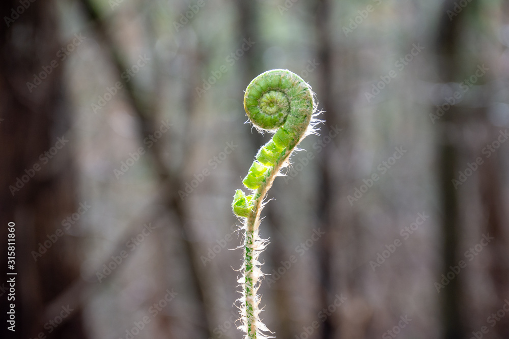 Fiddlehead Fern in the Woods Fiddlehead Fern in the Woods