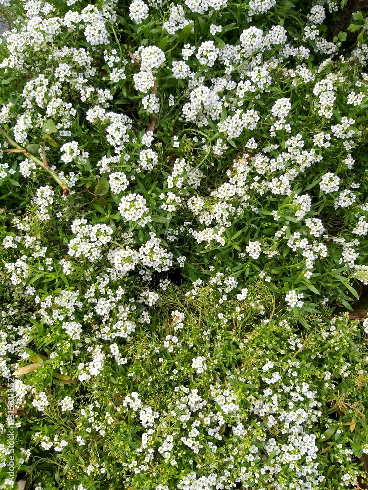 white flowers and green plants in the park 