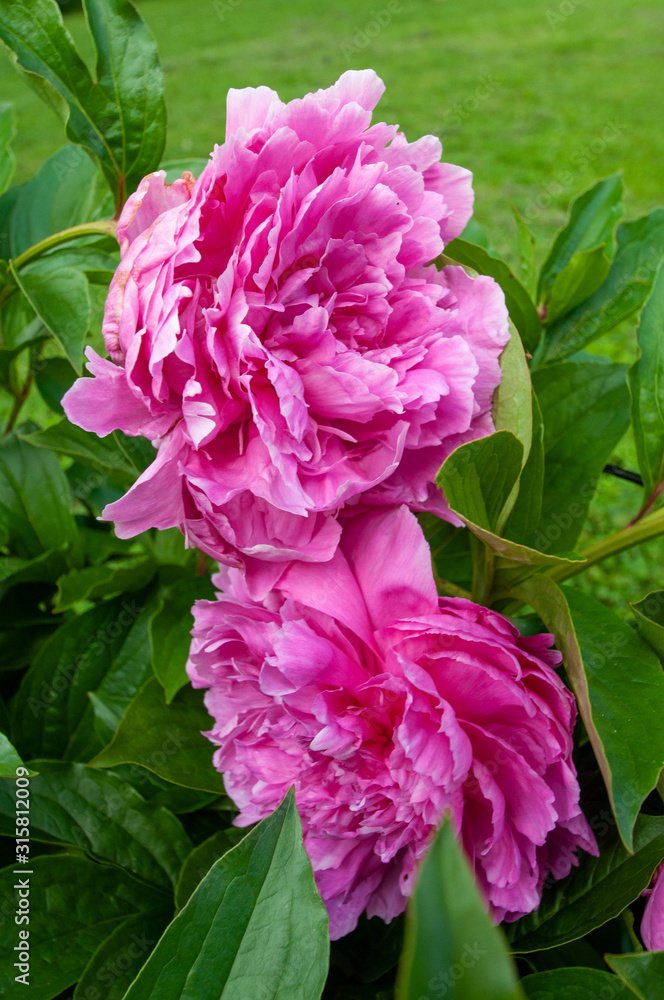 Pink Peonies Close up Petals in the Spring Pink Peonies Close up Petals in the Spring