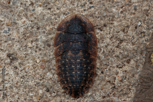 Bark Cockroach nymph © Birdsincanberra.com