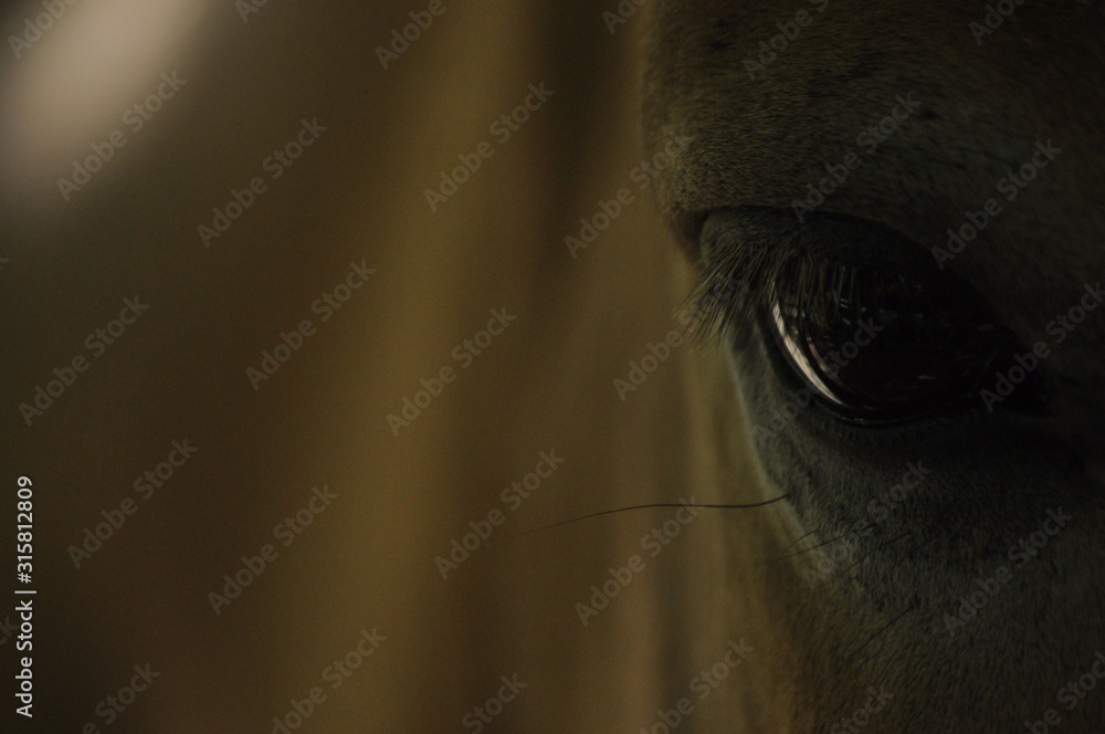 Fototapeta premium Look wild horse