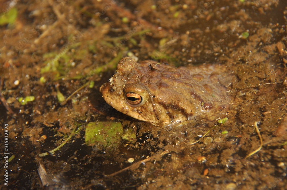 Obraz premium Toad. Amphibian during the spring awakening and mating
